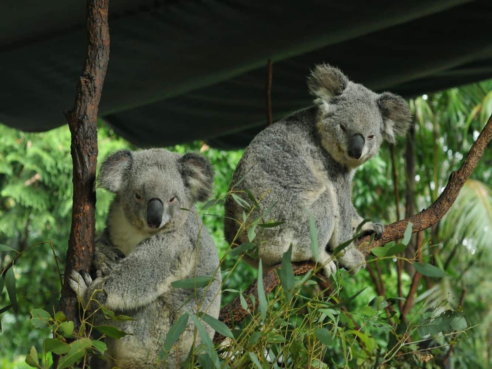 Chương trình Khám phá Châu Úc xinh đẹp: Melbourne – Canberra – Sydney