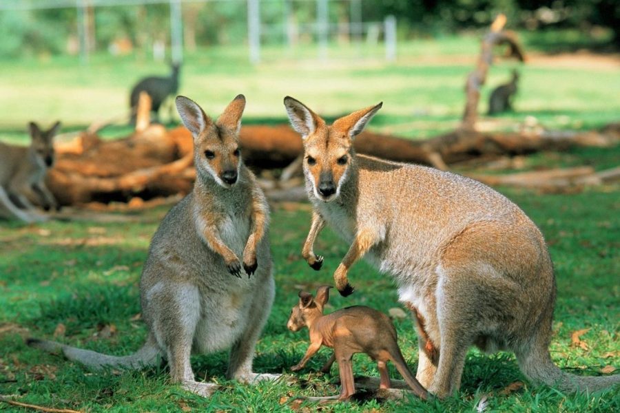 Du lịch Úc: Sydney – Canberra – Melbourne