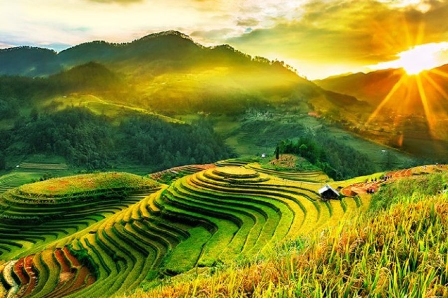 Mùa Vàng Mù Căng Chải: Hành trình ngập tràn sắc màu ruộng bậc thang